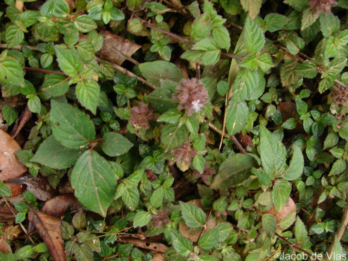 Pogostemon hirsutus Benth.